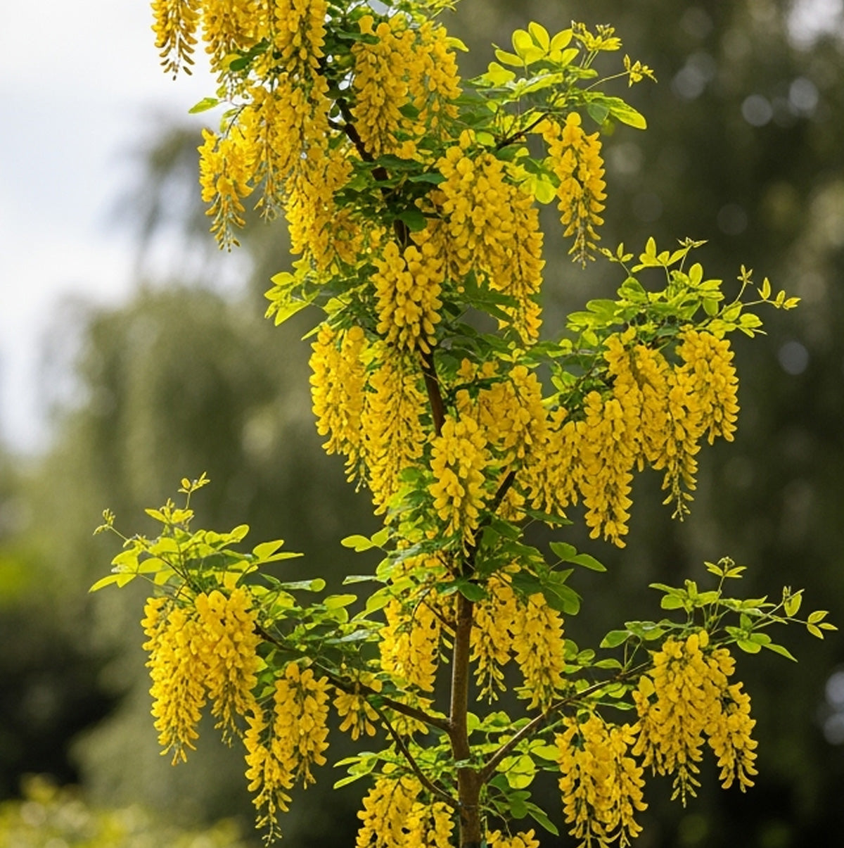 gullregn-laburnum-k-p-gullregnstr-d-online-svedberga-svedberga