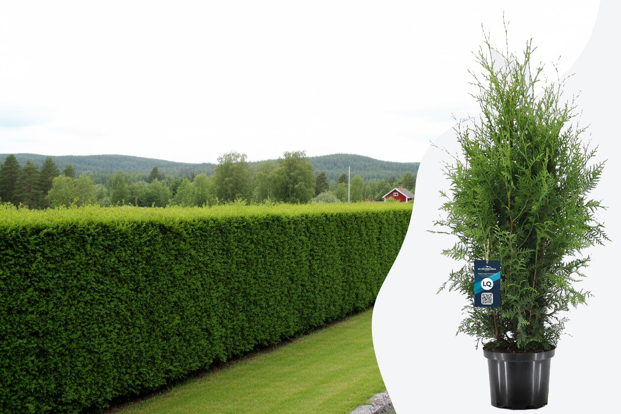 hohe thuja kaufen Thuja 'Smaragd' – planta de seto de hoja perenne, 6 plantas por metro,  maceta de 17 cm, 60 cm de altura main image 1