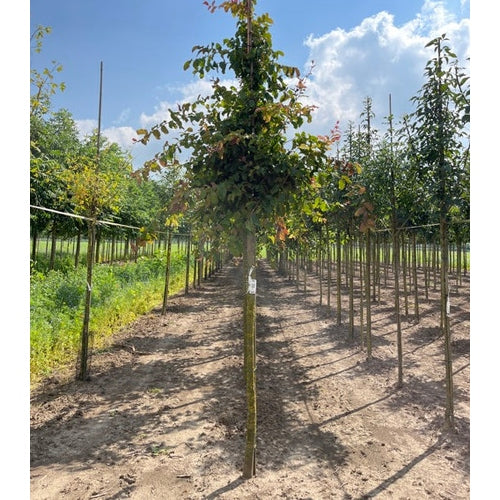 Papegojbuske - Parrotia persica - Stammens omkrets 14-16 cm, höjd 3,5-4 meter, HS,