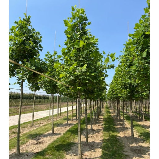 Tulpanträd - Liriodendron tulipifer - Stammens omkrets 16-18 cm, höjd 3,5-4 meter, HS,