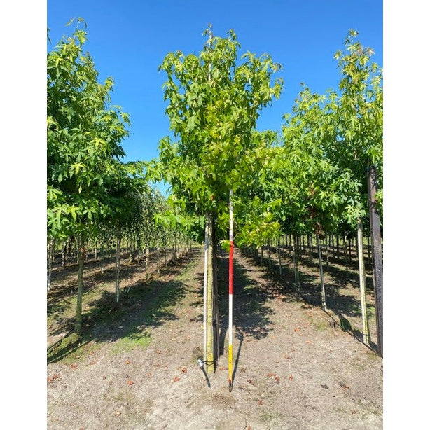 Ambraträd - Liquidambar styraciflua - Stammens omkrets 14-16 cm, höjd 3,5-4 meter, HS,