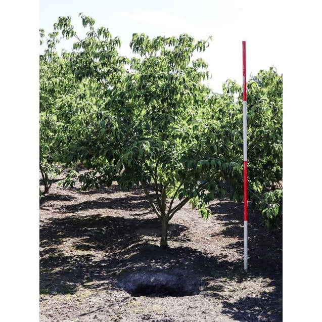 Blomsterkornell - Cornus kousa chinensis 200-250 MS DRKL