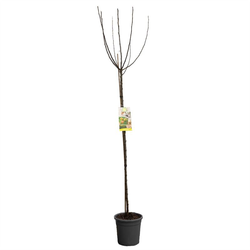 Malus domestica &