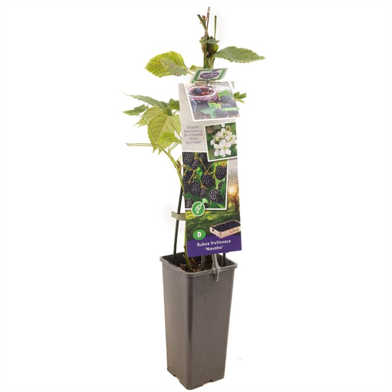 Taggfri björnbär - Rubus fruticosus &