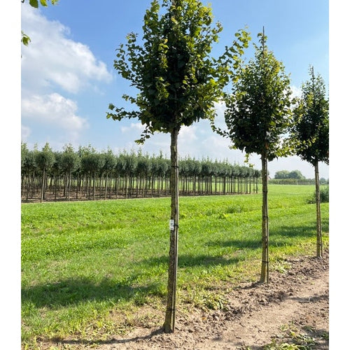 Pyramidavenbok - Carpinus betulus 'Fastigiata' - Stammens omkrets 18-20 cm, höjd 4 +/- meter, HS, COCO