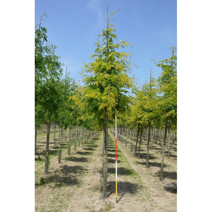 Korstörne - Gleditsia triacanthos 'Sunburst' - Stammens omkrets 14-16 cm, höjd 3,5-4 meter, HS, COCO