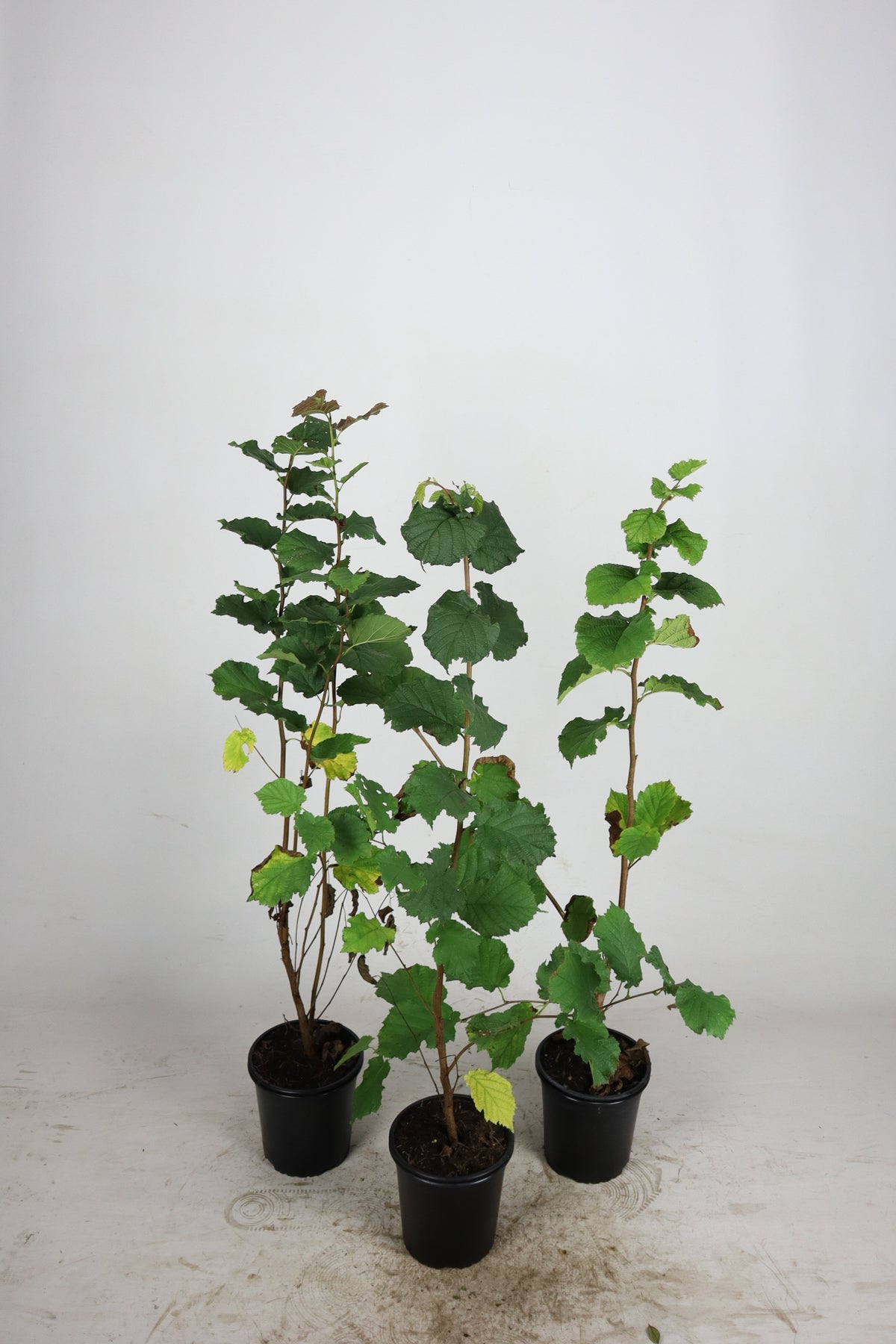 Benved ; 60-80 cm 7,5 L kruka