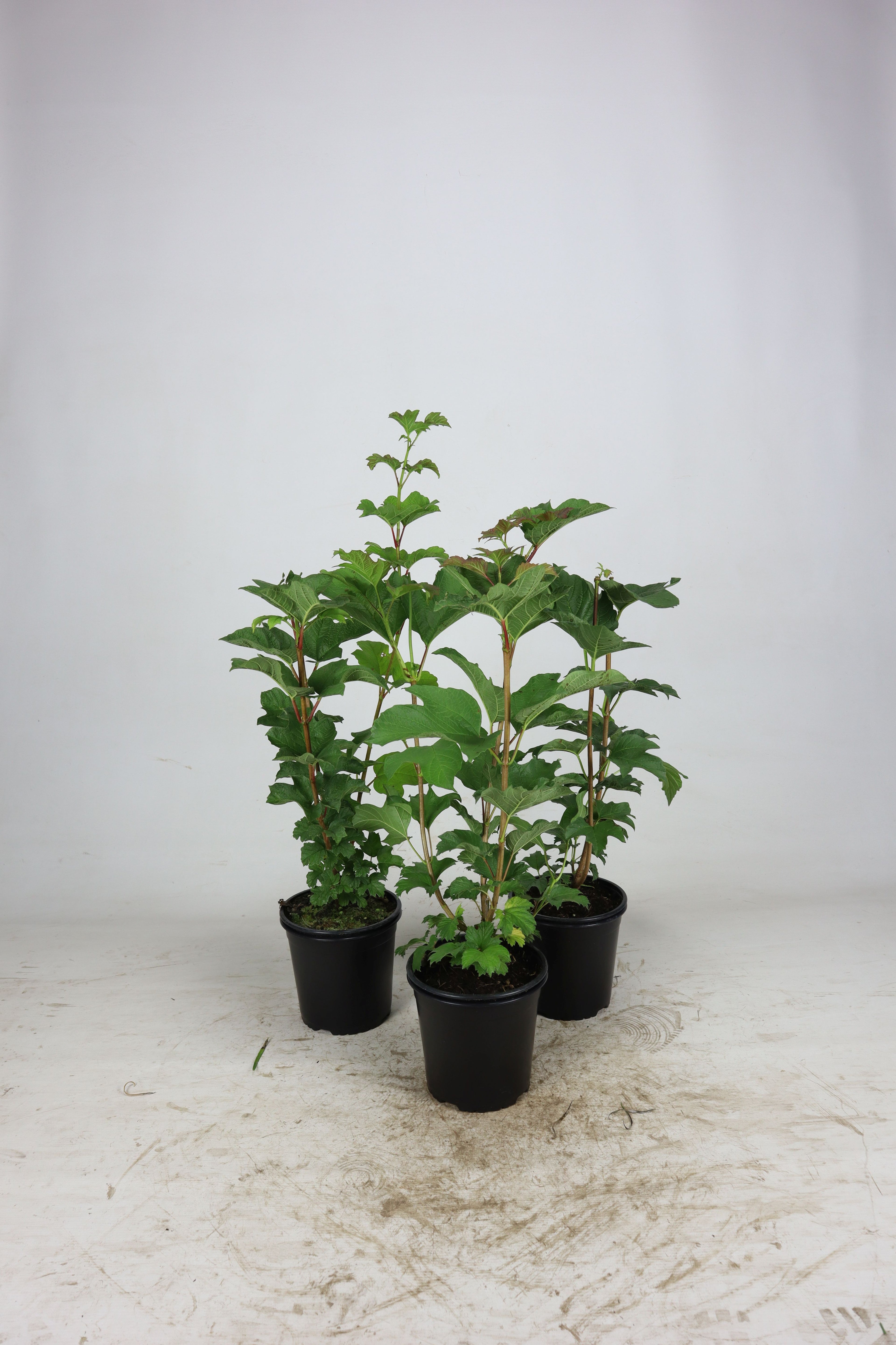 Skogsolvon - C7.5 60-80