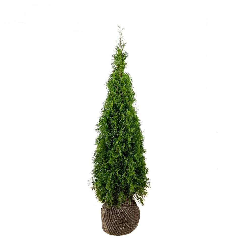 Thuja Smaragd ; 100-120 cm rotklump