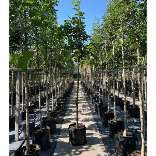 Vitt mullbär - Morus alba 'Fastigiata' - Stammens omkrets 14-16 cm, höjd 3,5-4 meter, HS, CONT