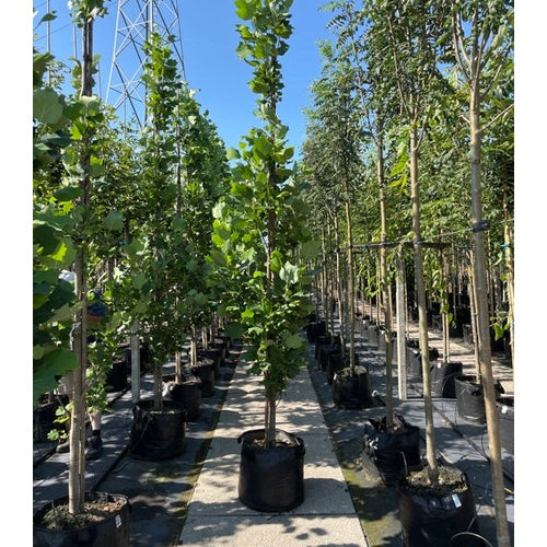 Tulpanträd - Liriodendron tulipifera 'Fastigiatum' - Stammens omkrets 14-16 cm, höjd 3,5-4 meter, GEV CONT