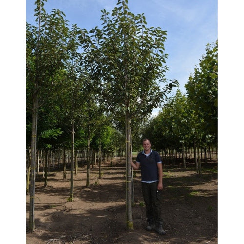 Hägg - Prunus padus 'Watereri' - Stammens omkrets 20-25 cm, höjd 4-4,5 meter, HS,