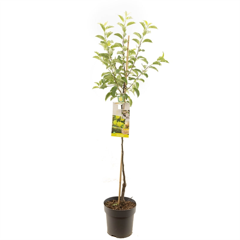 Malus domestica &
