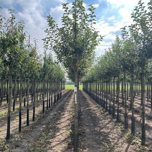 Prydnadsapel - Malus 'Evereste' - Stammens omkrets 14-16 cm, höjd 3,5-4 meter, HS, COCO