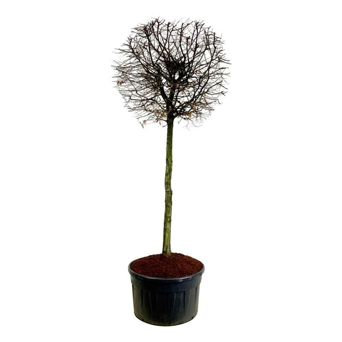 Carpinus betulus Stamträd 200 cm C500 (500 liters kruka)