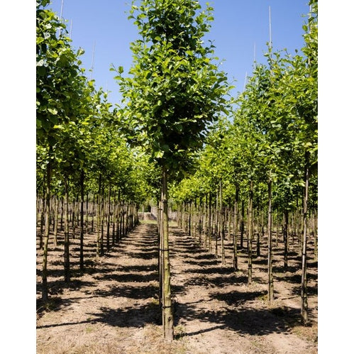 Klibbal - Alnus glutinosa - Stammens omkrets 16-18 cm, höjd 3,5-4 meter, HS, COCO