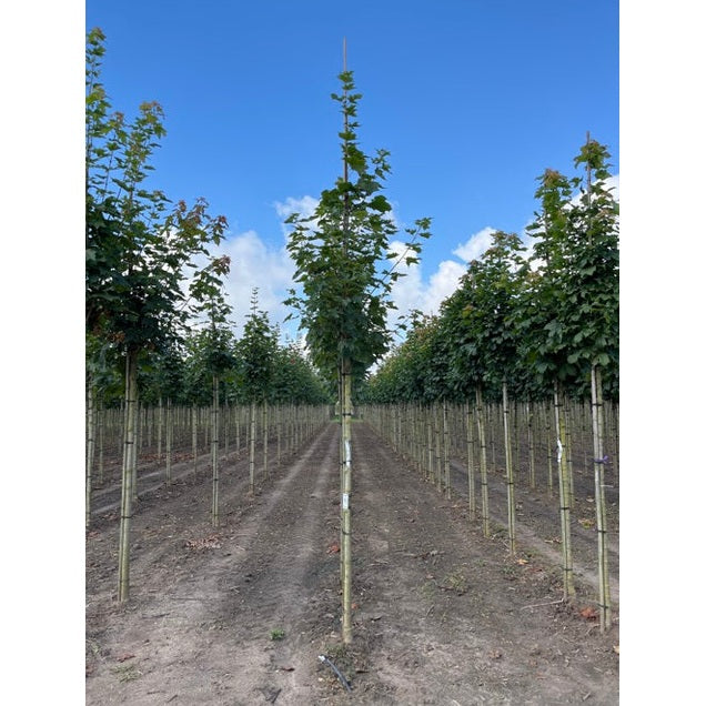 Lönn - Acer platanoides 'Emerald Queen' - Stammens omkrets 14-16 cm, höjd 3,5-4 meter, HS,