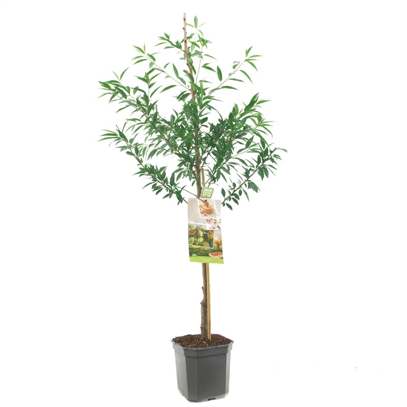 Sötmandel - Prunus dulcis &