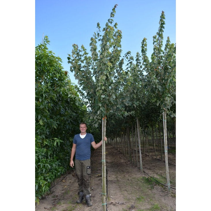 Rödlönn - Acer rubrum 'Brandywine' - Stammens omkrets 14-16 cm, höjd 3,5-4 meter, HS,