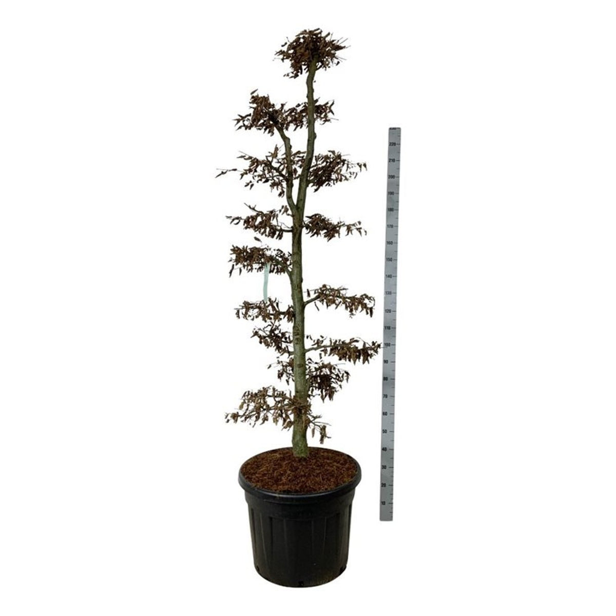 Carpinus betulus Bonsai 175–200 cm C90 (90 liters kruka)