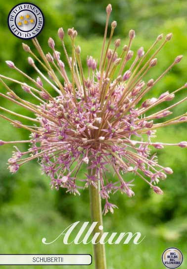 Allium &