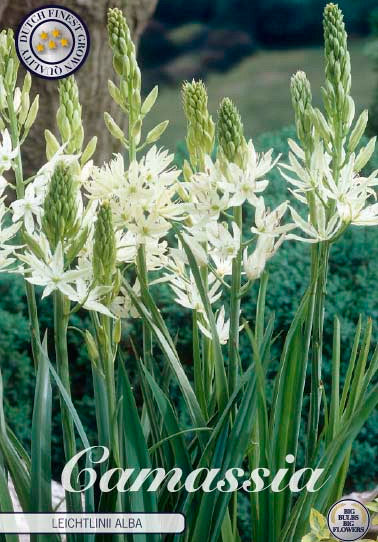 Camassia &