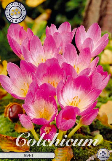 Colchicum &