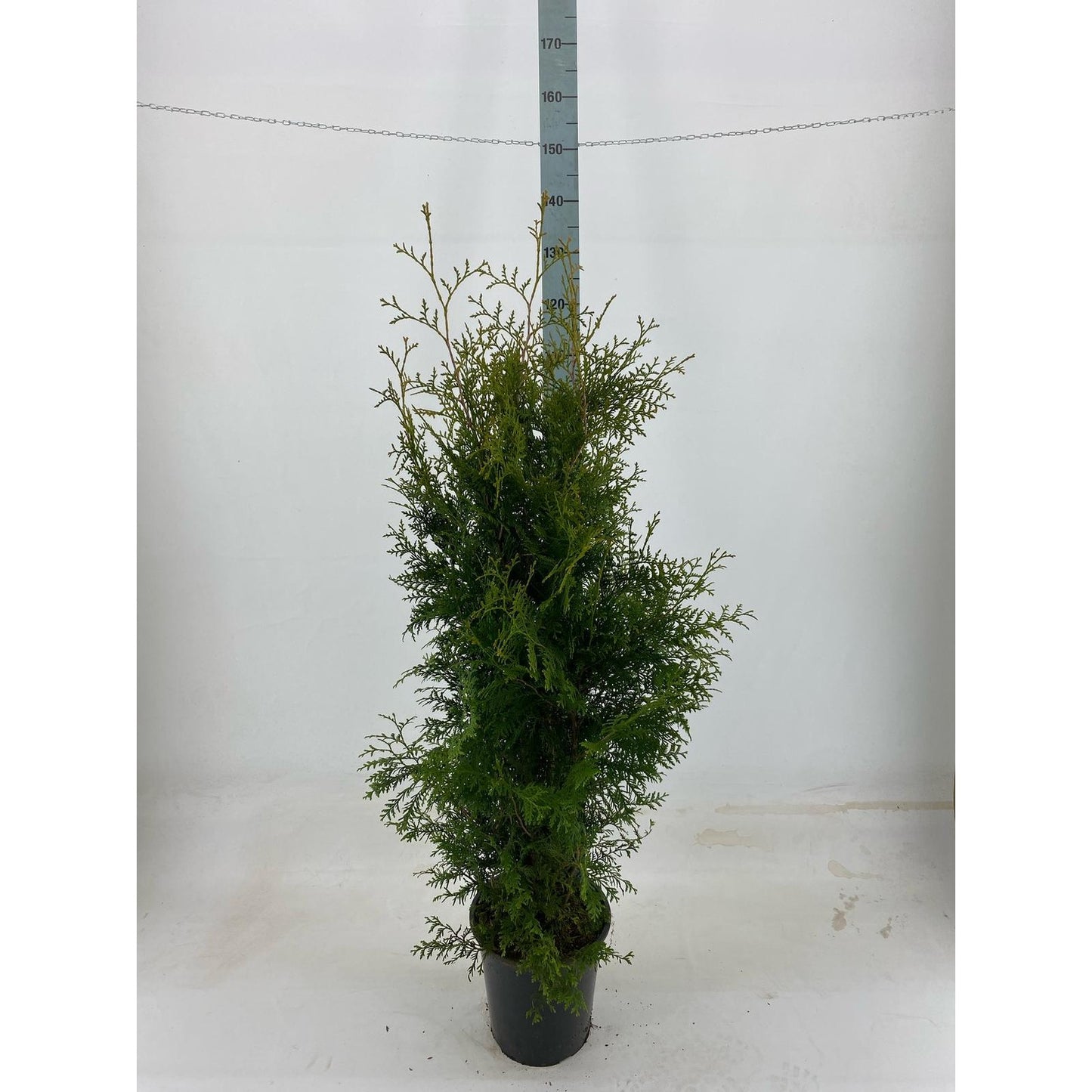Thujor Brabant - 120-140 cm