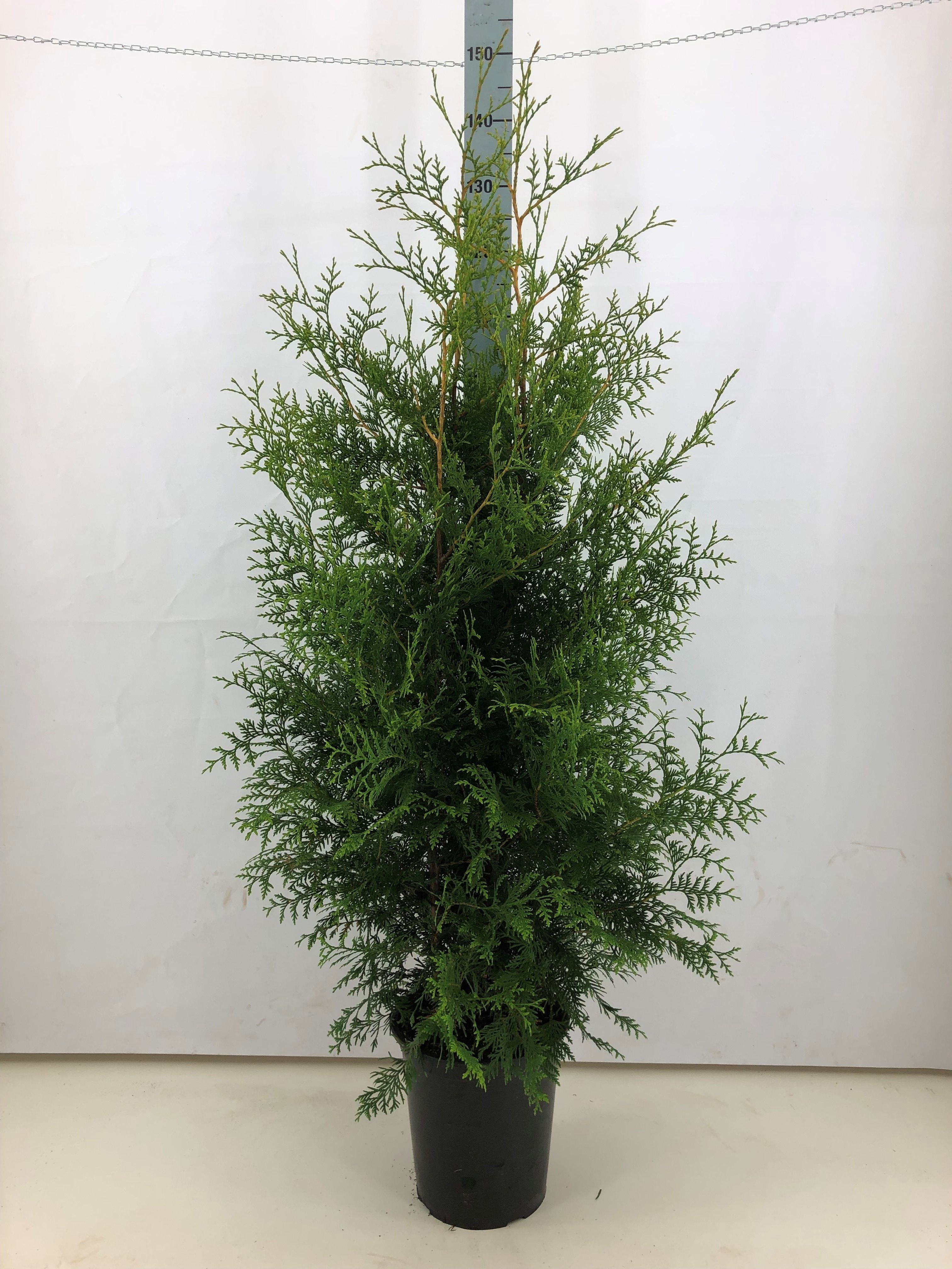 Thujor Brabant ; 140-160 cm 12 L kruka