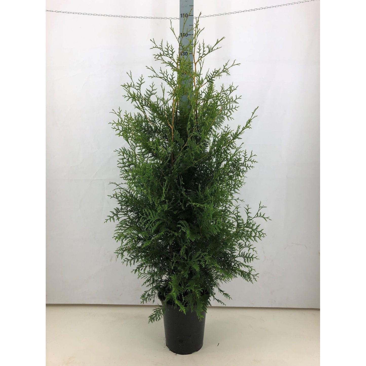 Thujor Brabant - 140-160 cm