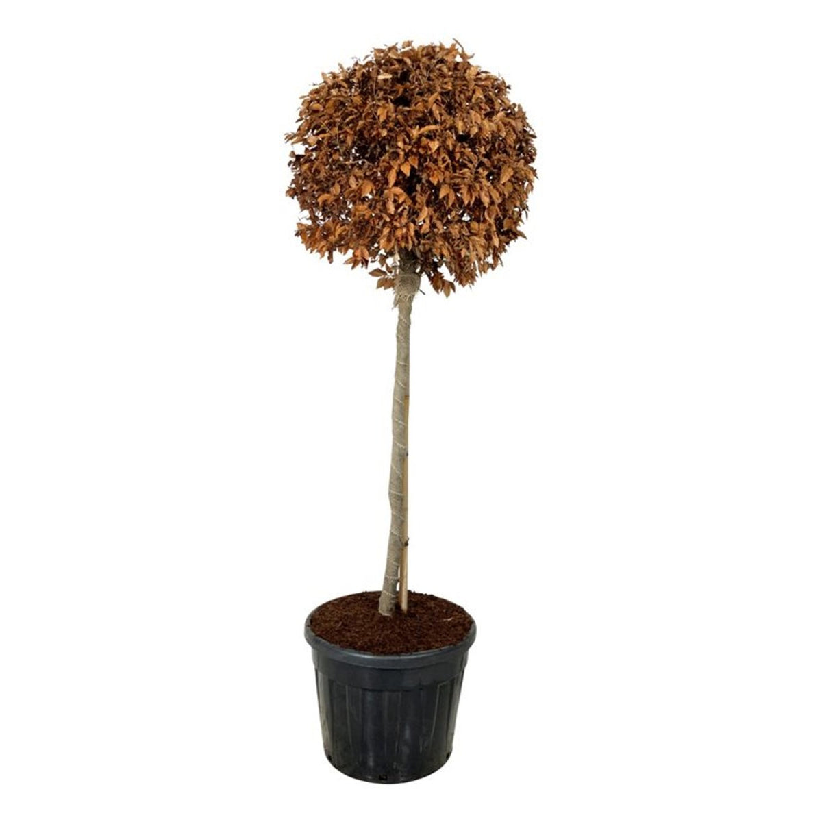 Fagus sylvatica Stamträd 125 cm P60/C90
