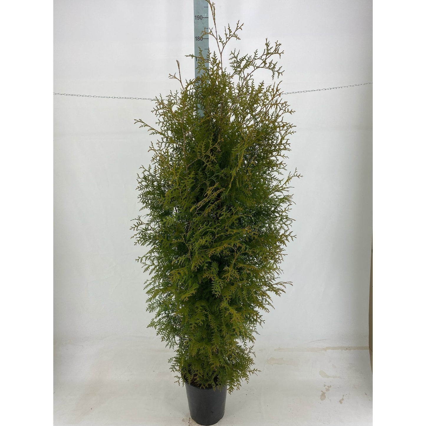 Thujor Brabant - 160-180 cm