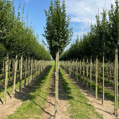 Pelarvenbok - Carpinus betulus 'Lucas' - Stammens omkrets 14-16 cm, höjd 3,5-4 meter, HS,
