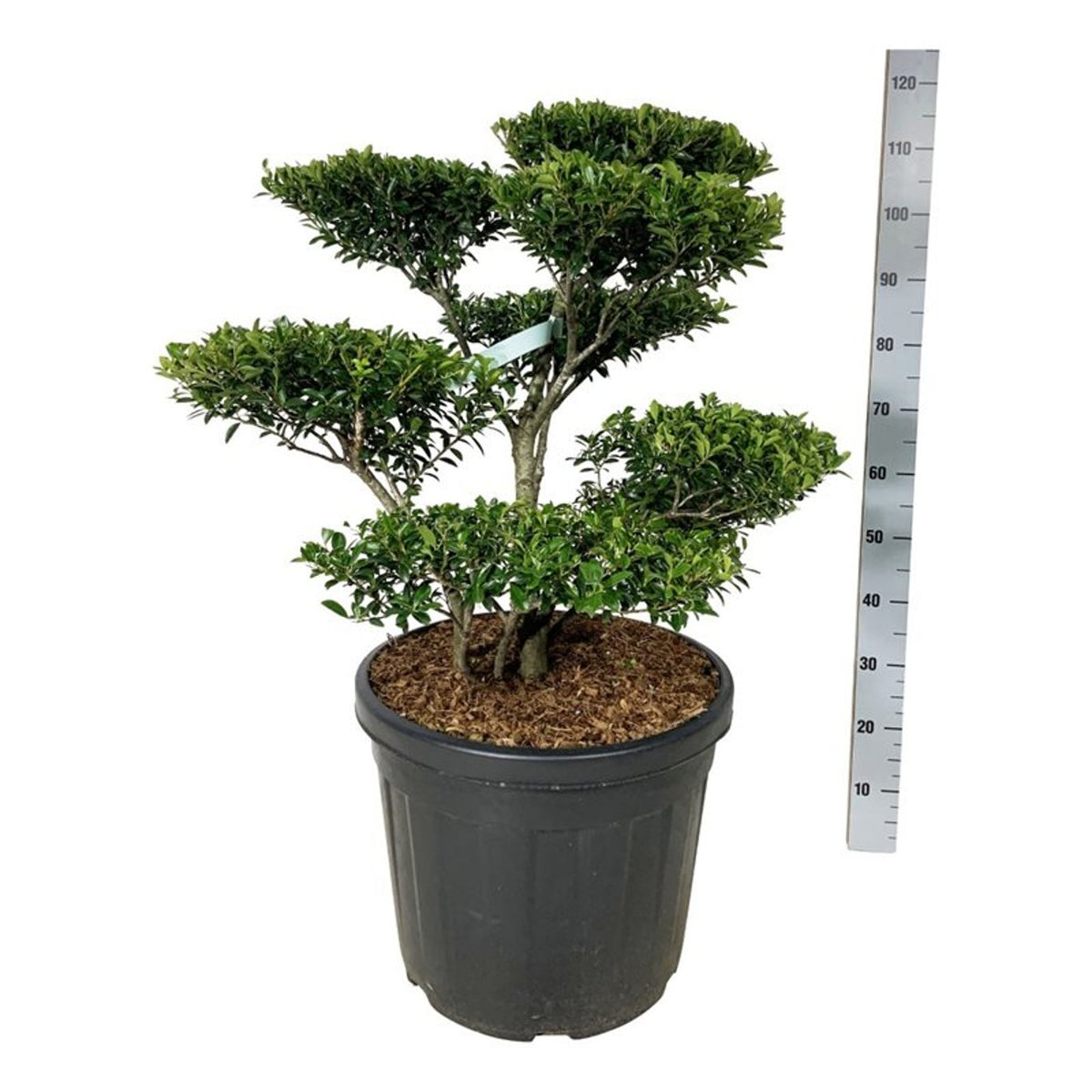 Ilex crenata &