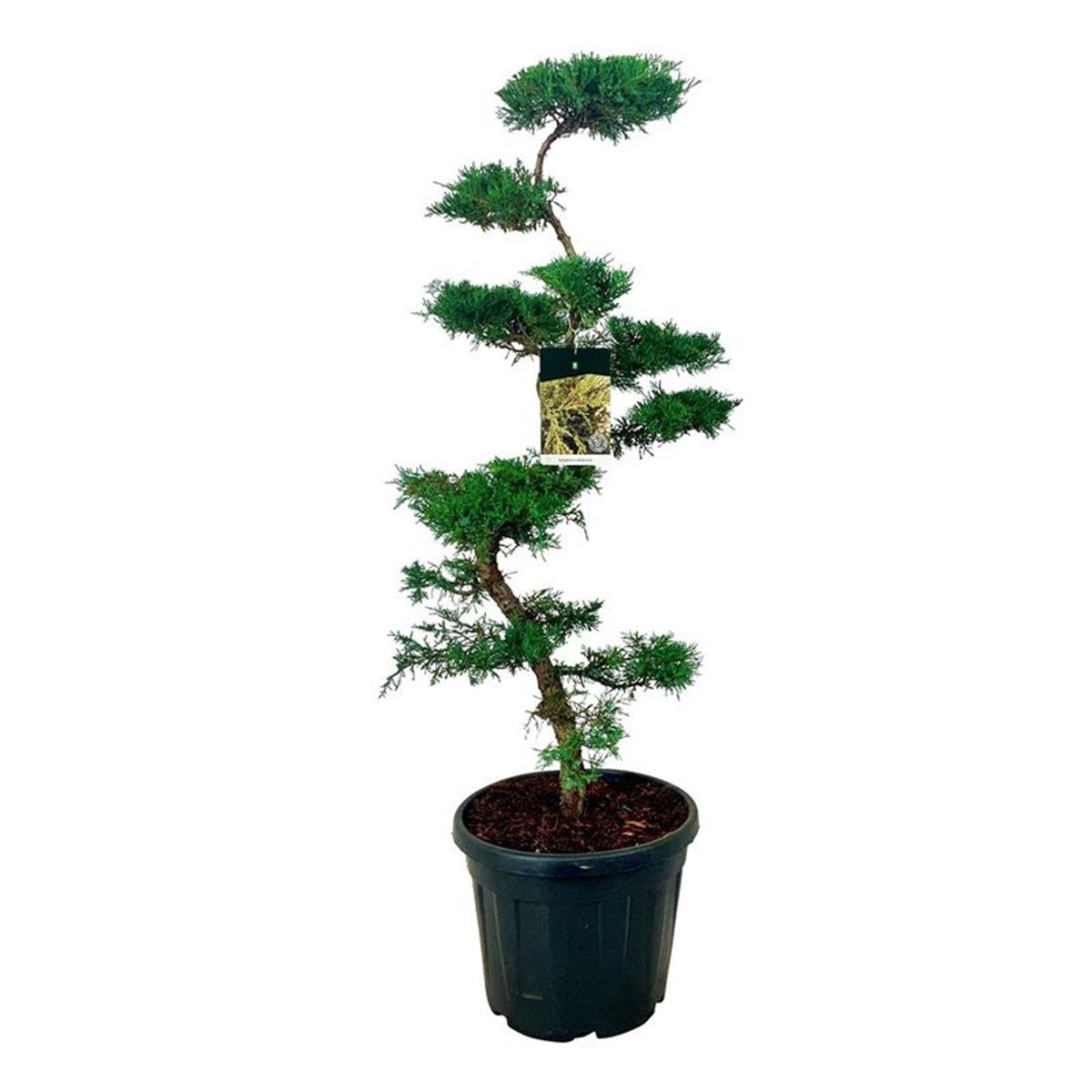 Juniperus pfitzeriana Bonsai 100-125 cm C45 (45 liters kruka)
