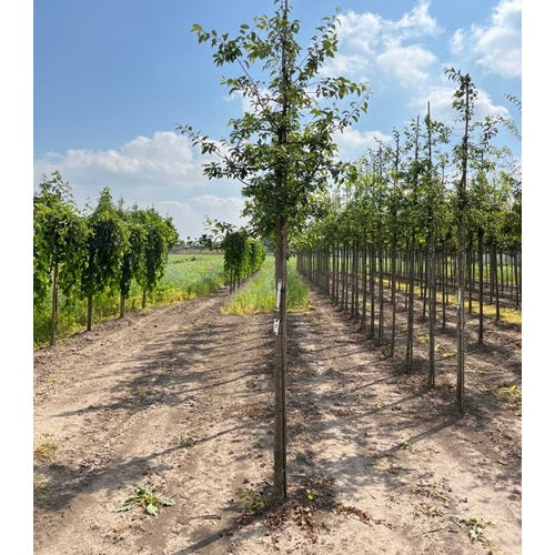 Prydnadsapel - Malus 'Professor Sprenger' - Stammens omkrets 16-18 cm, höjd 3,5-4 meter, HS,