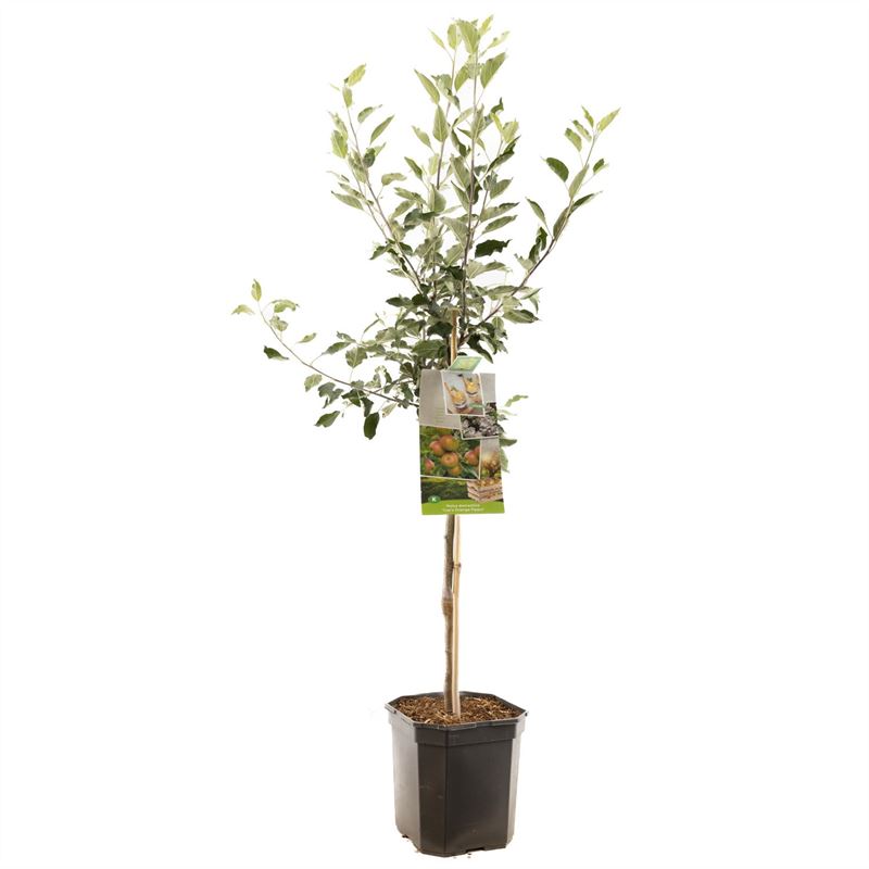Malus domestica &
