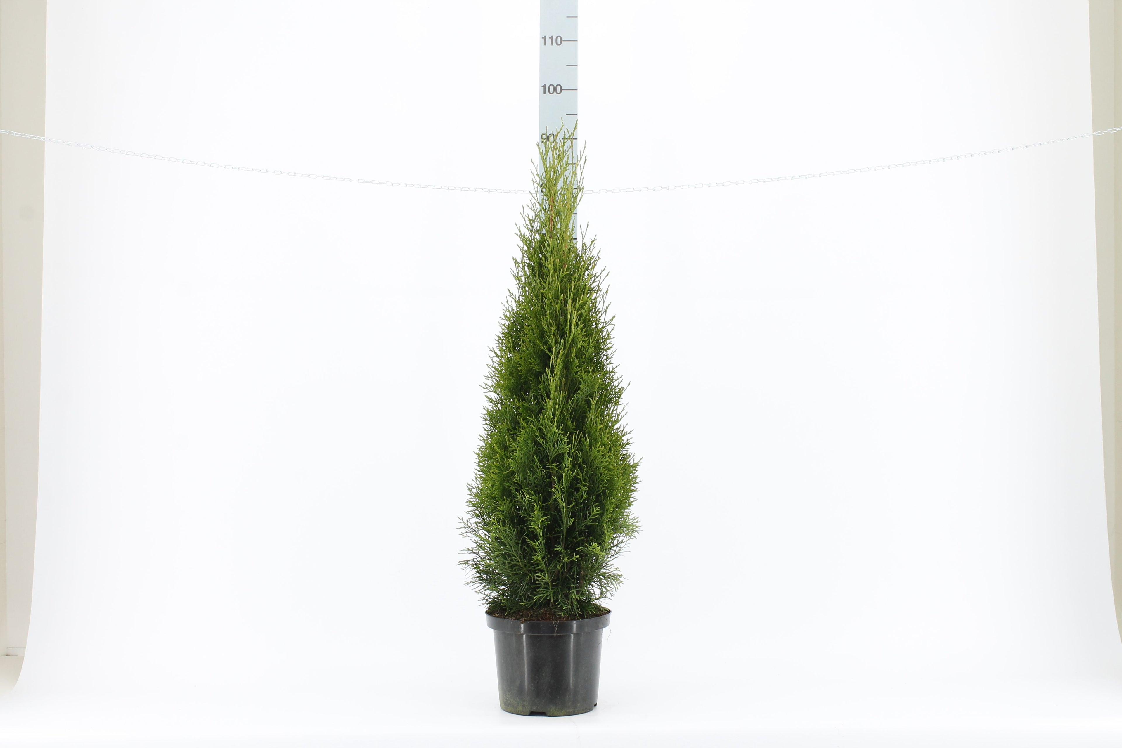 Thujor Smaragd ; 60-80 cm 3 L kruka