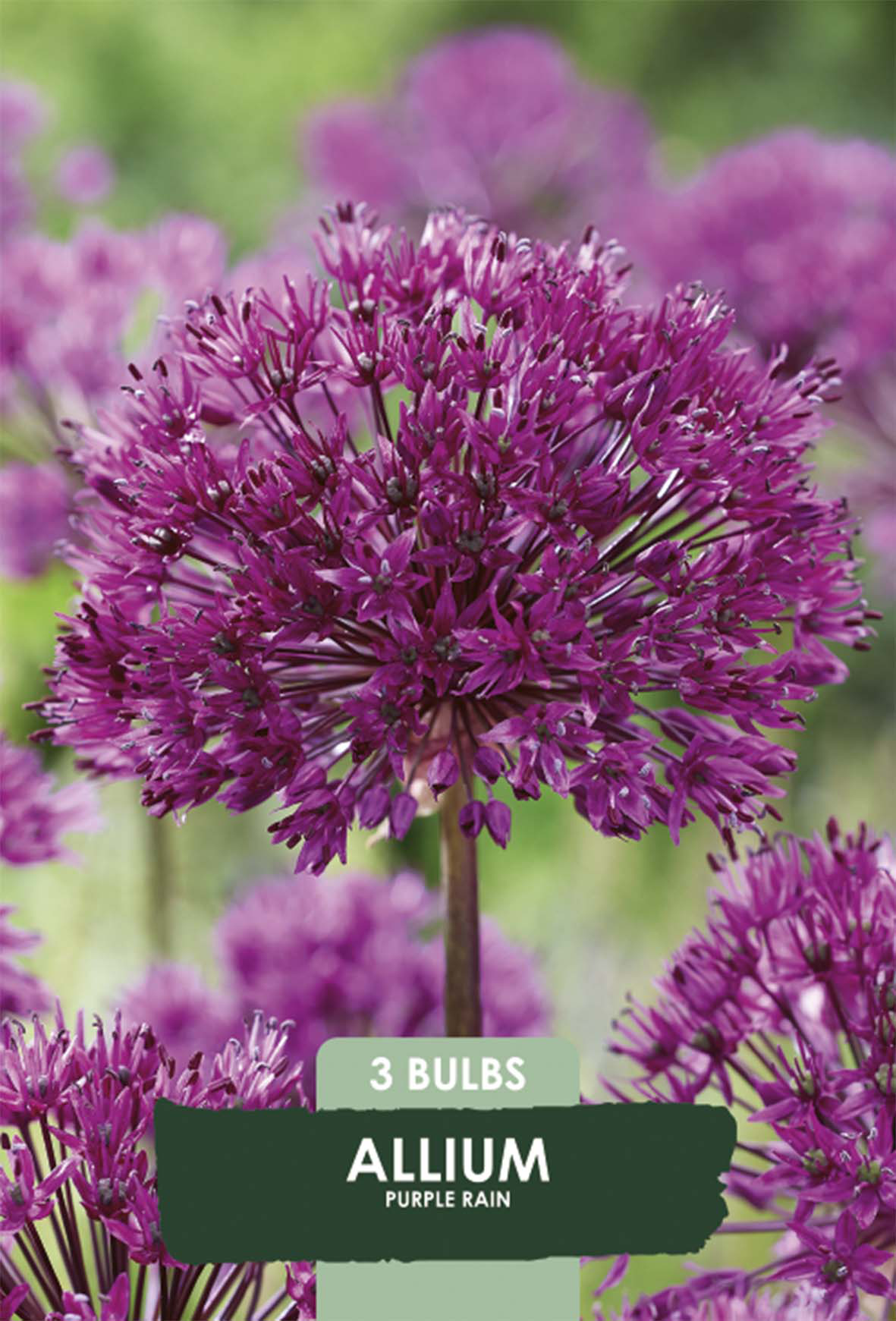 Allium Purple Rain 3-pack