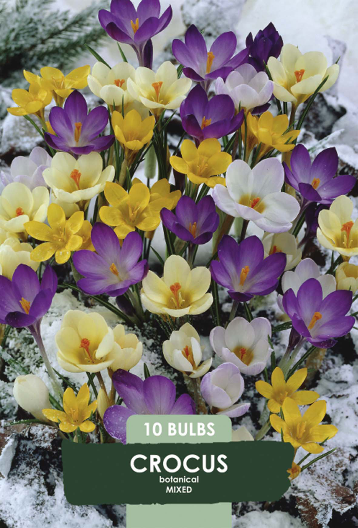 Krokus Botanisk Mix 10-pack