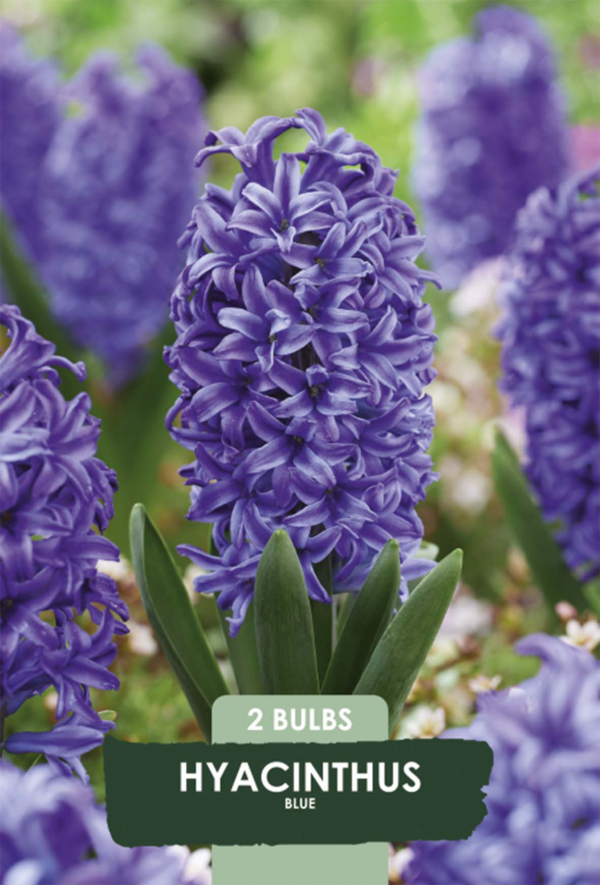 Hyacint Delft Blue 2-pack