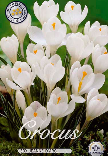 Crocus &