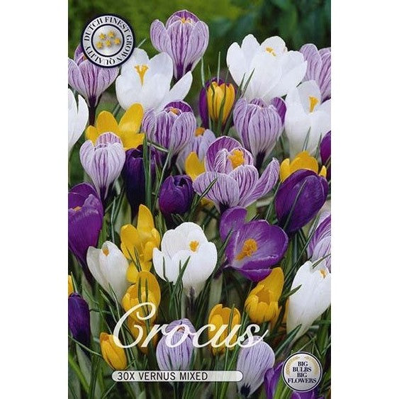 Krokus Mix 30-pack