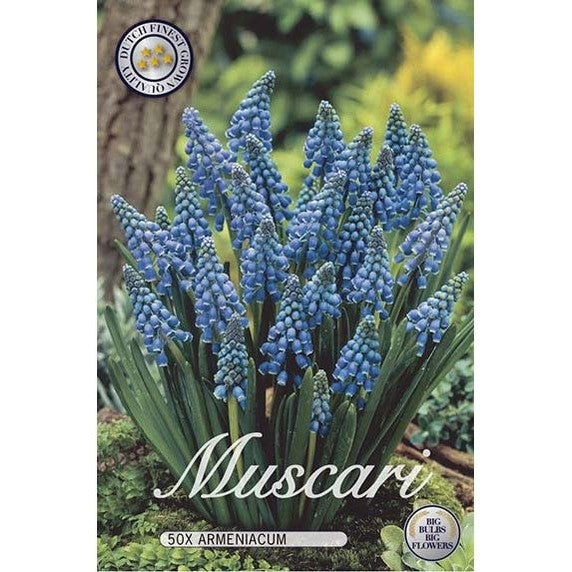 Pärlhyacint Armeniacum 50-pack