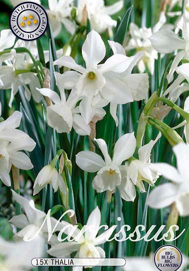 Narcissus &