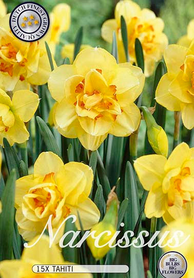 Narcissus &
