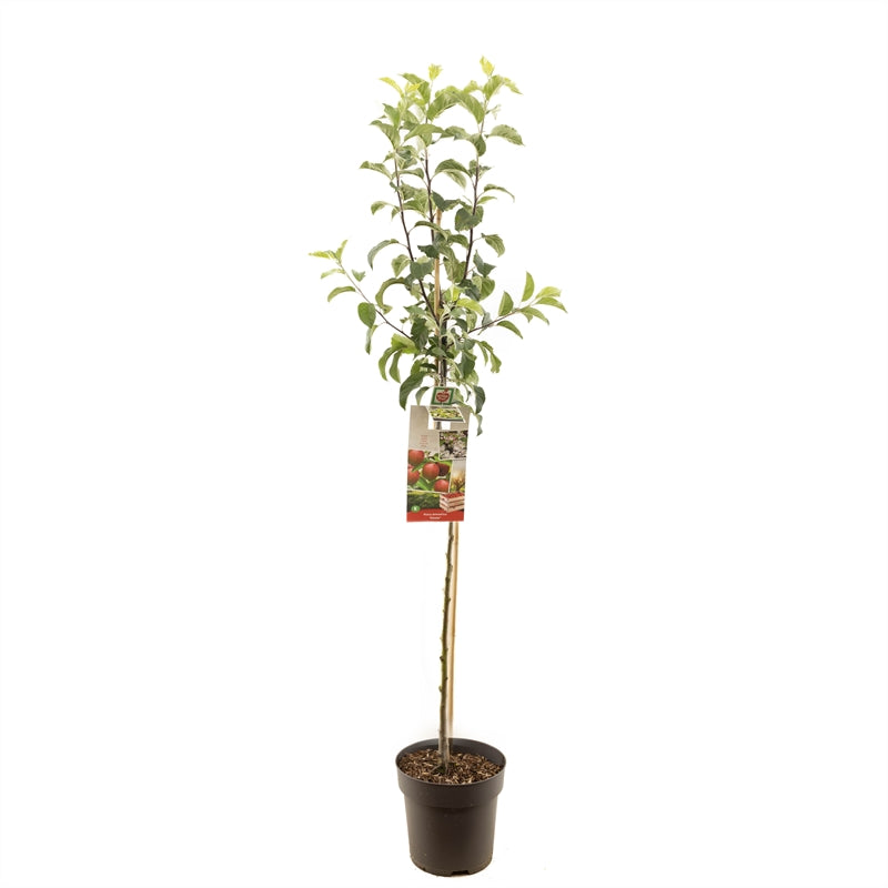 Malus domestica &