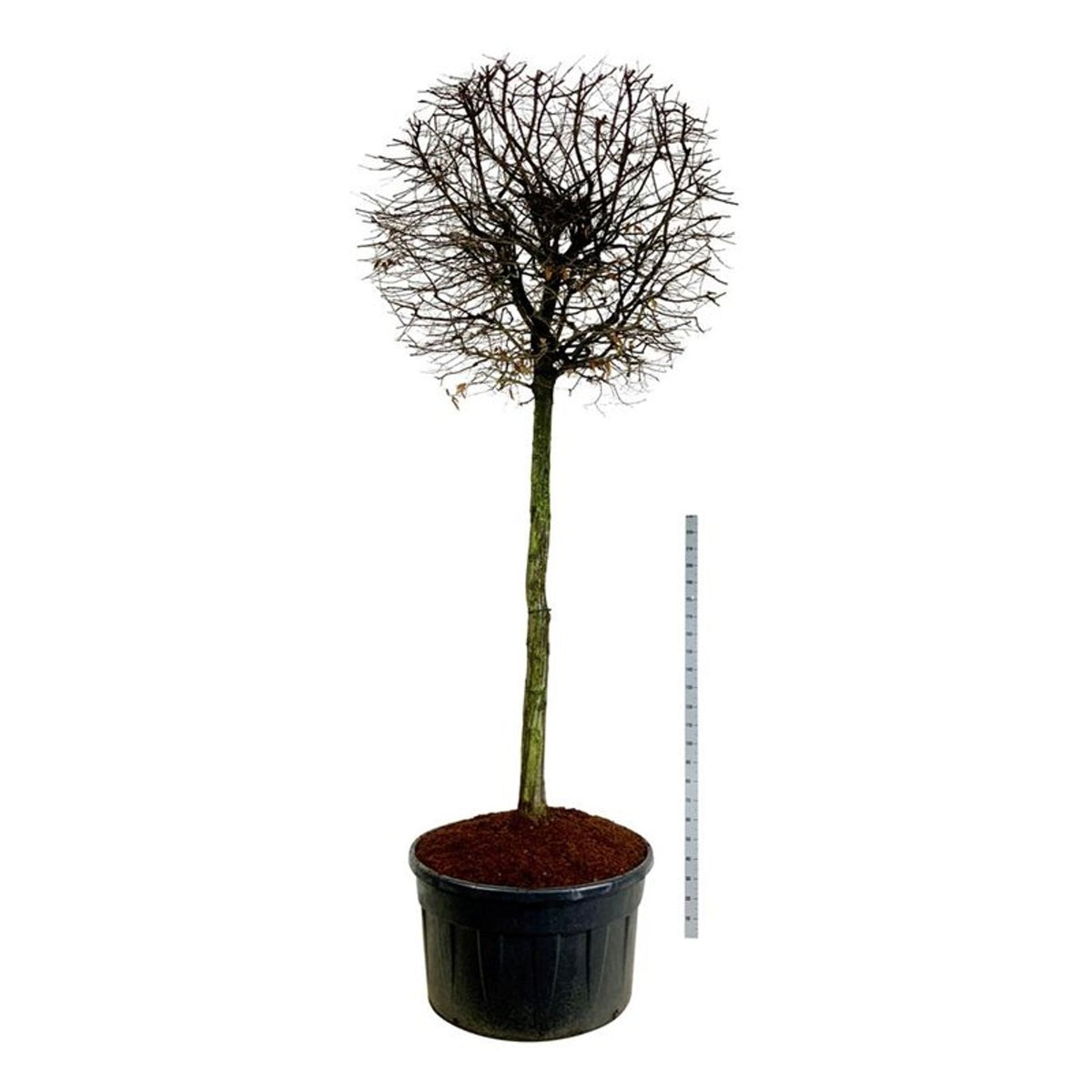 Carpinus betulus Stamträd 200 cm C500 (500 liters kruka)