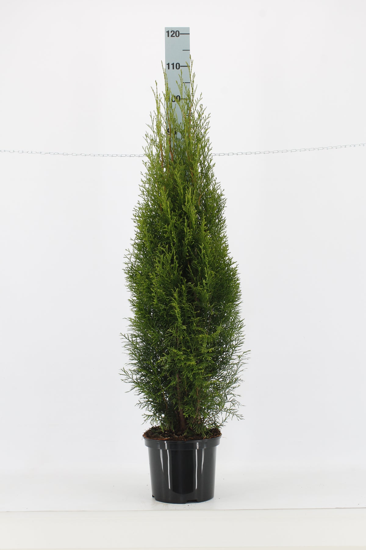 Thujor Smaragd ; 100-120 cm 5 L kruka