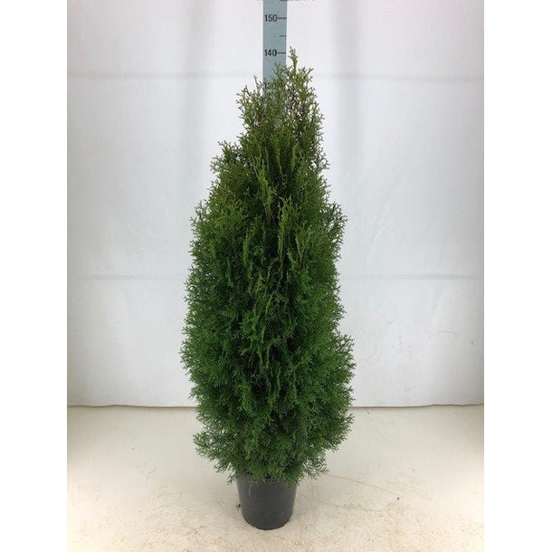 Thujor Smaragd - 120-140 cm